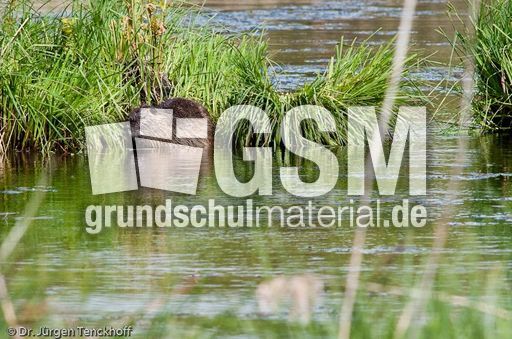 Nutria (21 von 25).jpg